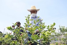 정장선 평택시장, 미군부대 납품 블루베리 수확 동참