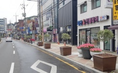 김천시, 히말라야시다 가로수→삼색버드나무로 교체