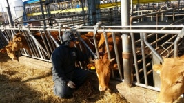 전남 해남군, 소 자동목걸이 지원 축산농가 호응