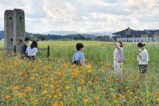 벌써 가을향기 물씬, 경주 분황사 앞 코스모스 활짝