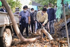 충남 공주시,인력난 해소 위해  ‘밤 수집기’ 14대 지원