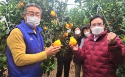 경북농기원, 고령 한라봉...설 선물로 안성맞춤