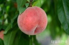 경북농기원, 복숭아 선도유지 특허기술 (주)푸르고팜에 이전