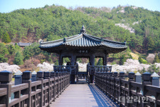 안동 벚꽃명소 '만개'...상춘객 발길 이어져
