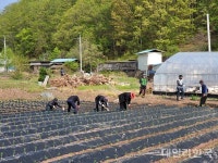 [포토]영양군 공무원, 영농철 고추농가 일손돕기 나서