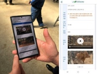 농수산식품유통공사, 강릉축협과 우량송아지 온라인경매 실시