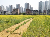 대전 서구, 갑천 친수구역 대규모 유채꽃단지 조성
