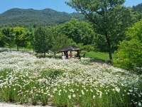 [포토] 구례 지리산정원 샤스타 데이지 꽃동산 만개