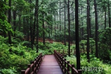 영주 마실치유숲, 산림청 주관 명품숲 선정