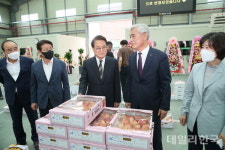 청도군, 서청도농협공판장 등 3곳 일제히 개장...복숭아.자두.살구 출하 시작