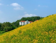 천안 천흥저수지, 황금빛 금계국 넘실넘실