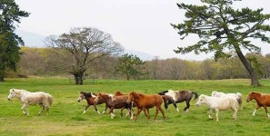 제주도, 전국 말산업 특구 평가 1위