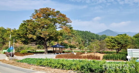 영천시, 신녕면 연정1리 마을 숲 복원사업 완료