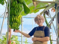 천안농가에 맛있는 바나나와 구아바가 주렁주렁