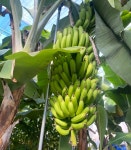 천안농가에 맛있는 바나나와 구아바가 주렁주렁