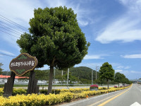 완도호랑가시나무 길, 산림청 주관 모범 도시 숲 인증