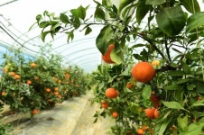 장성군, 로컬푸드직매장에서 명절 선물 장성 레드향 판매