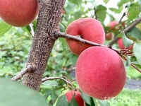 경북농업기술원, 플럼코트 신품종 슈가벨벳 육성 품종보호 출원