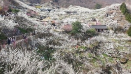 전남 대표 축제, 광양매화축제·여수거북선축제 등 10개 선정