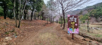 광양시, 백운산자연휴양림 벚꽃 야경길 조성