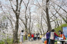 대전 중구, 테미공원에 내린 꽃비의 향연
