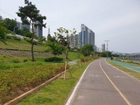 구리시, 왕숙천변에 왕벚나무 식재