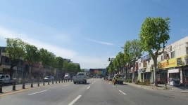 대전 대덕구, 아름답고 쾌적한 한남오거리 가로수 관리 나서