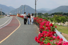 [포토] 계절의 여왕 5월...청도 동창천변 장미 꽃길