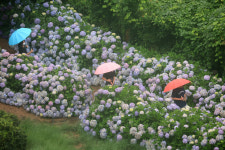 [오늘(4일)의 날씨] 전국에 강하고 많은 비