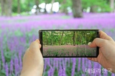 상주시 화북면, 맥문동 솔숲 SNS 사진 공모전 27일까지 개최
