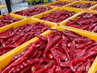 영양군, 홍고추 수매 내달 27일까지 실시