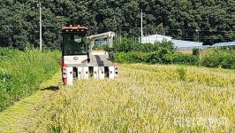[포토] 경산시, 자인 원당들서 올해 첫 벼 베기 시작