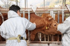 김천 한우농장서 소 럼피스킨 확진…경북 첫 사례