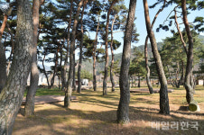 경북도, 국가산림문화자산 5개소 지정...전국 최다