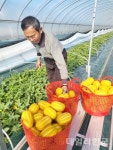 성주군, 벽진면서 참외 첫 출하