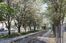 전주 팔복동 철길 이팝나무꽃 보러 오세요