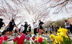 대전 동구, 2024 대청호 벚꽃길 마라톤대회 열린다
