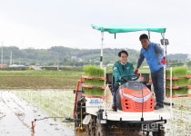 [포토]청도군, 올해 첫 모내기 실시···조생종 진옥벼 이양