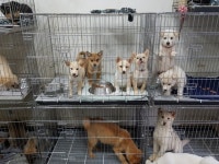 창원시 동물보호센터 유기견 대량 안락사 사실로…되풀이 우려