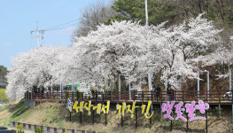 대전 동구, 2025 대청호 벚꽃축제 공연 참가자 모집