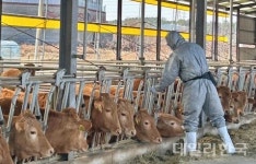 경산시, 구제역 유입 차단 백신 일제 접종