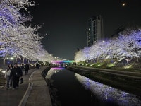 천안시, 원성천·천안천 밤에도 반짝 벚꽃조명 가동