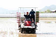상주시, 쌀 미소진품 첫 모내기