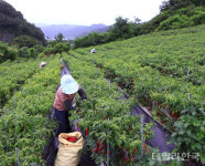 영양군, 전국 대표 고추 생산 다양한 정책 펼쳐