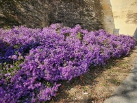 계룡시, 사계절 꽃피는 정다운 향한리 조성 완료