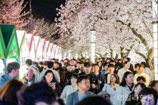 김천 연화지 벚꽃 축제 막 내려...30만명 방문