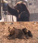  동물농장 곰, 웅이부터 포세이돈까지…영재 4인방에 신입 입성 