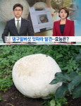  '세계적 희귀종' 댕구알버섯, 남원서 또 발견… 효능 살펴보니 '대박' 