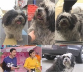  동물농장 황제거지견, 골목 휩쓸며 먹방투어 진짜 미식견 발견 