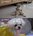  동물농장 핫 애니멀 어워즈, 눕방견부터 랜선 스타묘까지 반가워 
